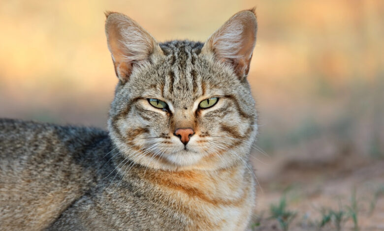 Why do cats hate water? An expert explains.