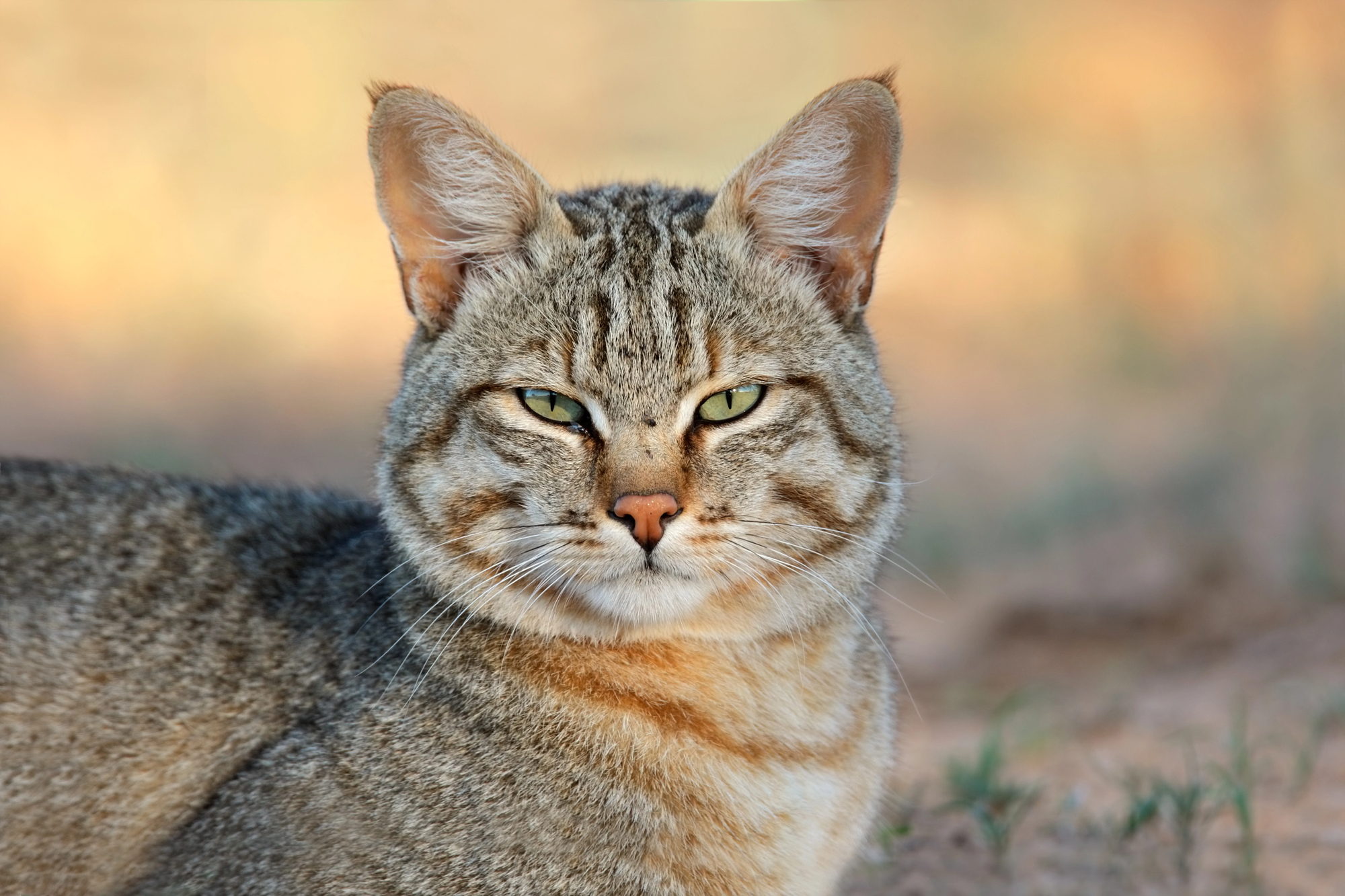 Why do cats hate water? An expert explains.